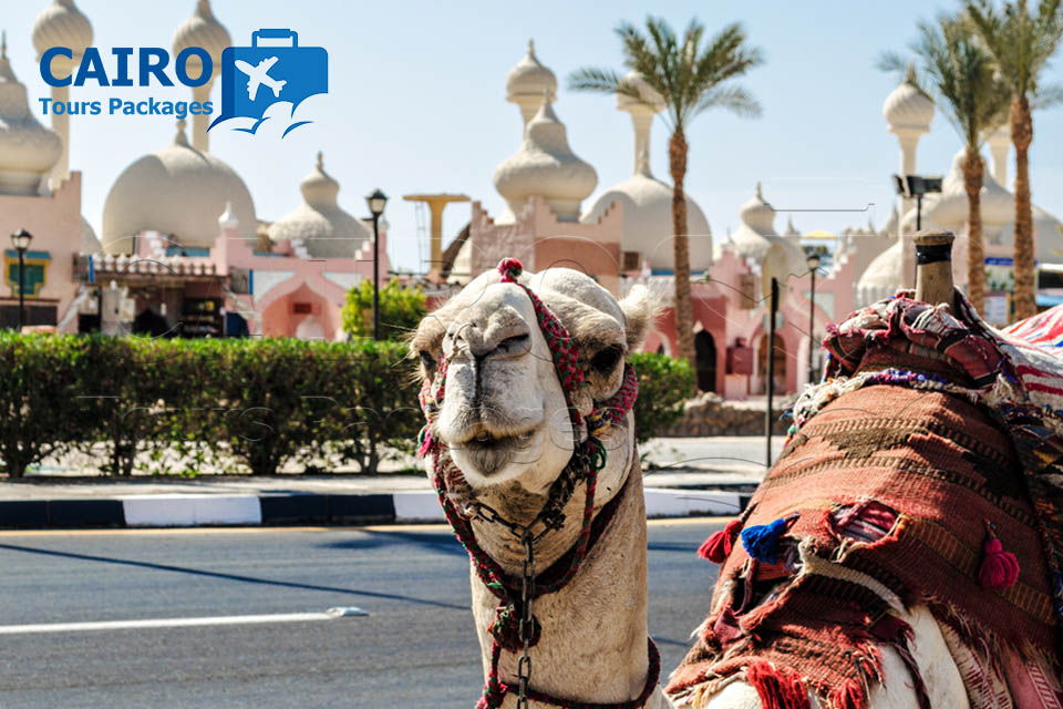 Cairo and Sharm El Sheikh Cheap Tours By bus