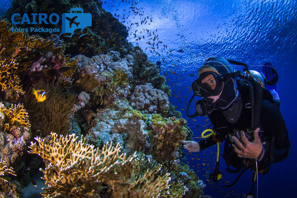 Cairo and Sharm El Sheikh Cheap Tours By bus