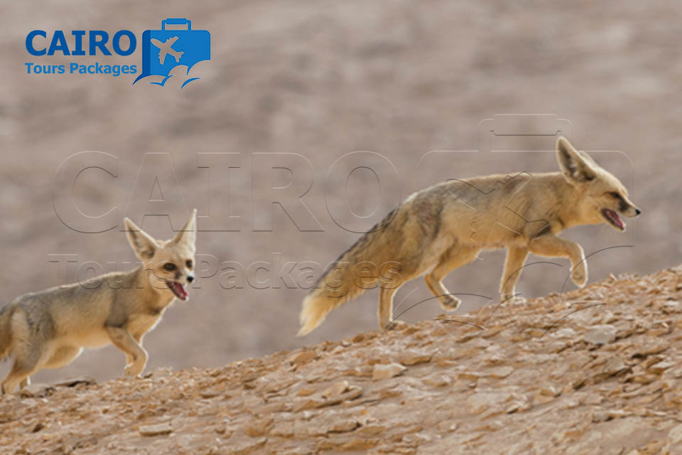 White Desert and Bahariya Oasis Tour 2 day 1 night