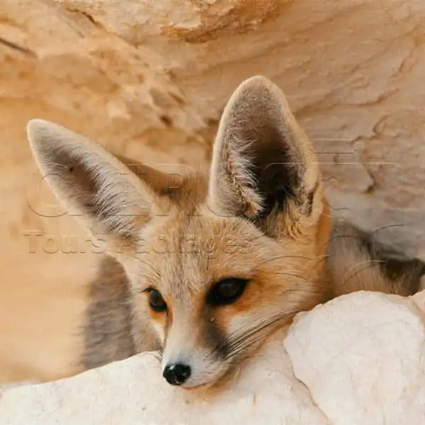 White-Desert-and-Bahariya-Oasis-Tour-2-day-1-night